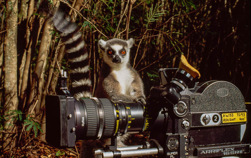 Ring-tailed Lemur (Lemur catta) with camera, Berenty, Southern Madagascar