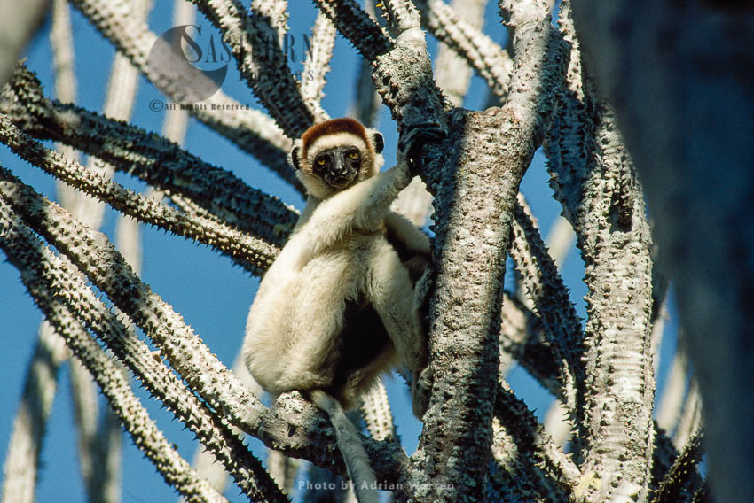 Verreaux's Sifaka (Propithecus verreauxi) on Didieraceae tree, Berenty, Southern Madagascar