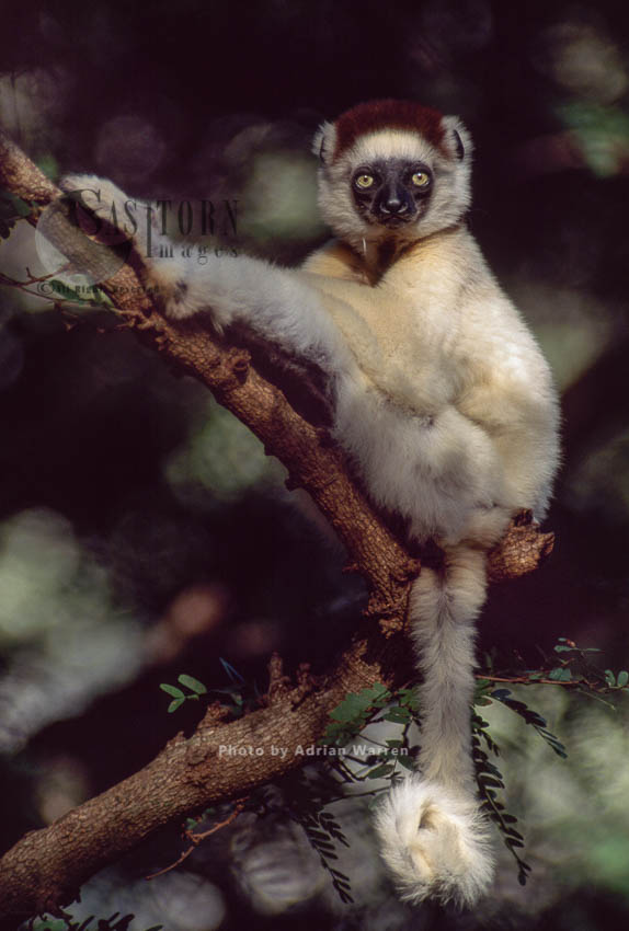 Verreaux's Sifaka (Propithecus verreauxi), resting on tree, Berenty, Southern Madagascar