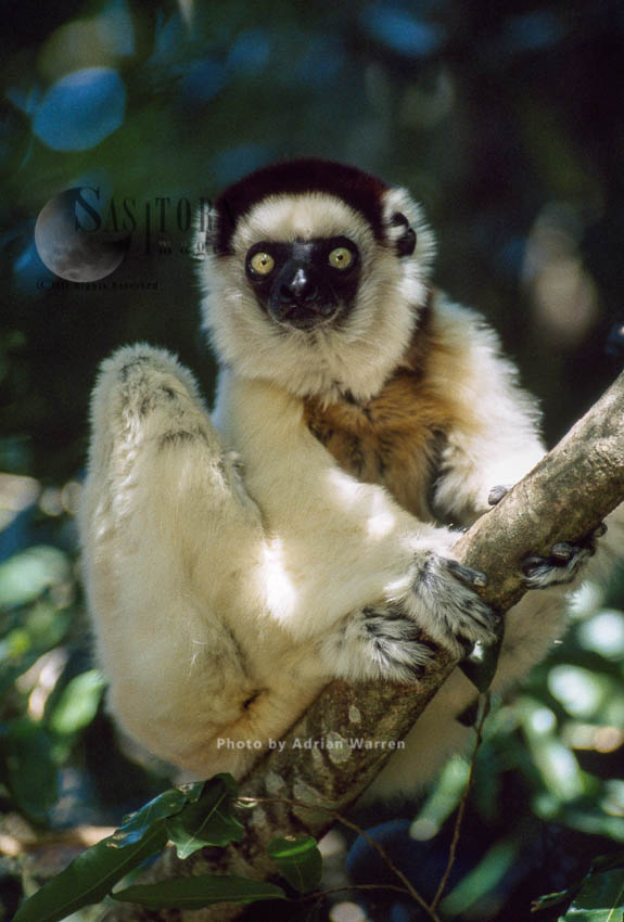 Verreaux's Sifaka (Propithecus verreauxi), resting on tree, Berenty, Southern Madagascar