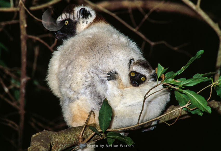 Verreaux's Sifakas (Propithecus verreauxi), female with baby resting on tree. Berenty, Southern Madagascar