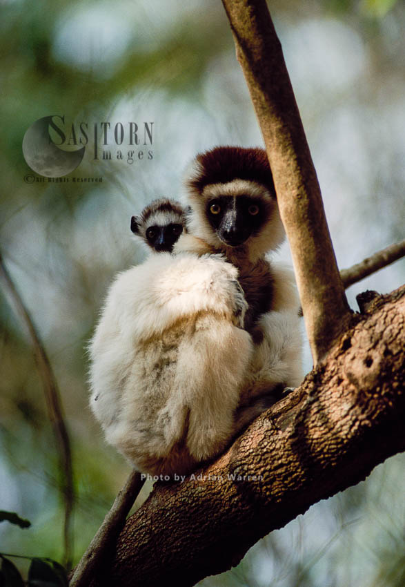 Verreaux's Sifakas (Propithecus verreauxi), female with baby resting on tree. Berenty, Southern Madagascar