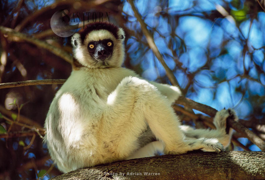 Verreaux's Sifaka (Propithecus verreauxi), Berenty, Southern Madagascar