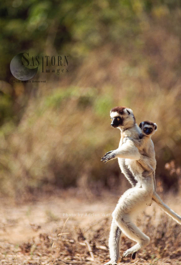 Verreaux's Sifakas (Propithecus verreauxi), mother and baby hopping on ground, Berenty, Southern Madagascar