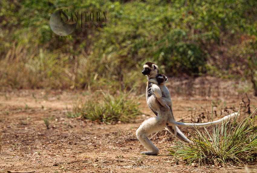 Verreaux's Sifakas (Propithecus verreauxi), mother and baby hopping on ground, Berenty, Southern Madagascar