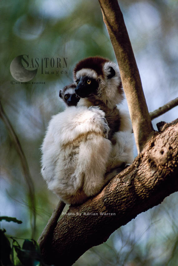 Verreaux's Sifaka (Propithecus verreauxi), female and baby resting on tree, Berenty, Southern Madagascar