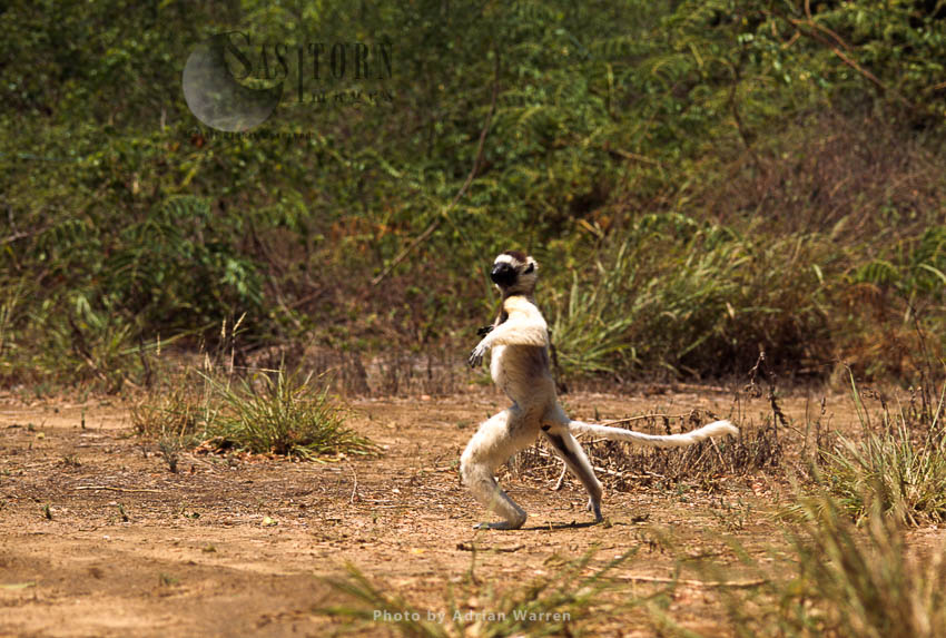 Verreaux's Sifaka (Propithecus verreauxi), hopping on ground, Berenty, Southern Madagascar