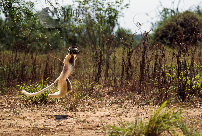 Verreaux's Sifaka (Propithecus verreauxi), hopping on ground, Berenty, Southern Madagascar