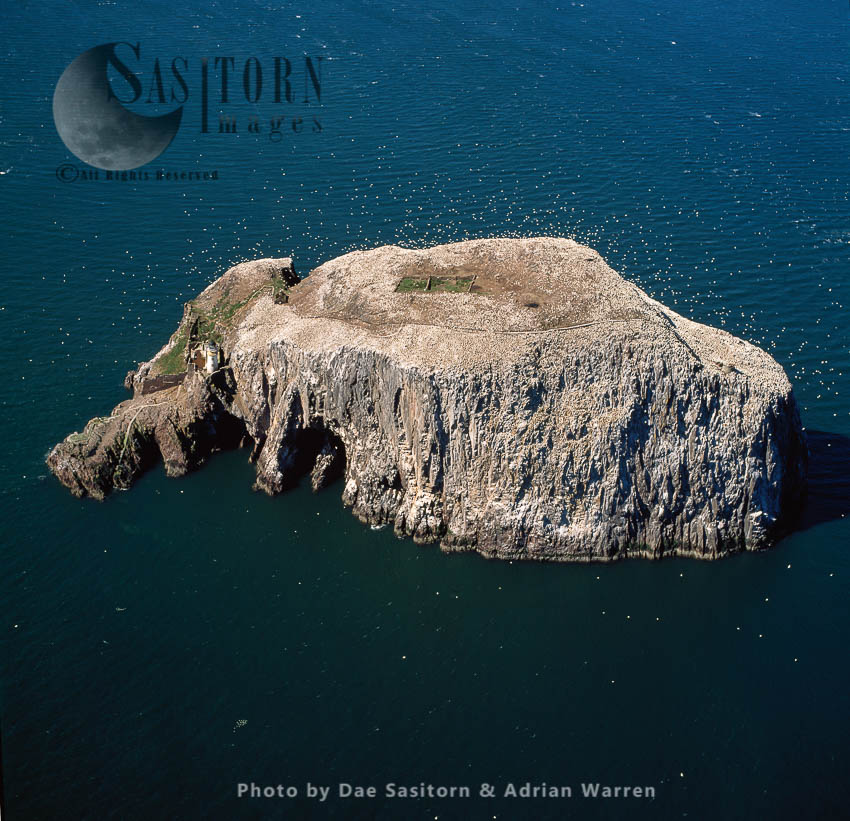 Bass Rock and its Gannet colony (an island in the outer part of the Firth of Forth, Scotland