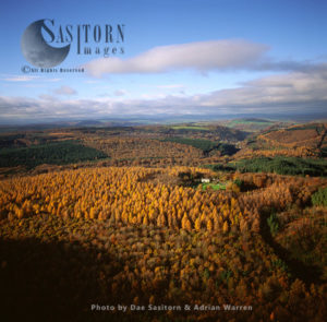 Forest of Dean in Autumn, Gloucestershire