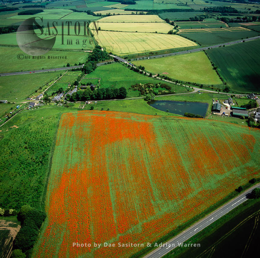 Poppy Fields near Hexham, Northumberland, North East England
