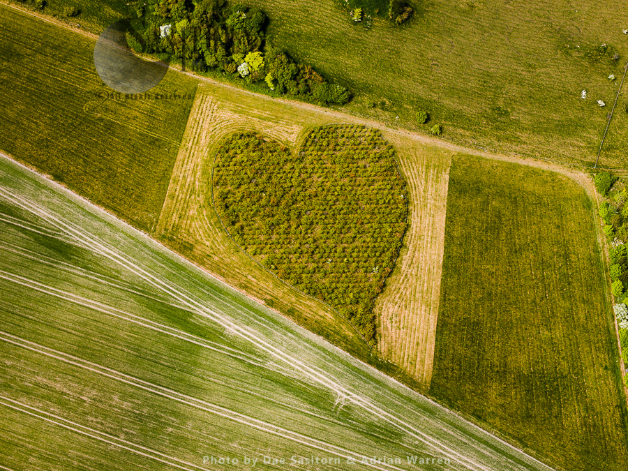 Heart Orchard, near Huish Hill earthwork, Oare, Wiltshire