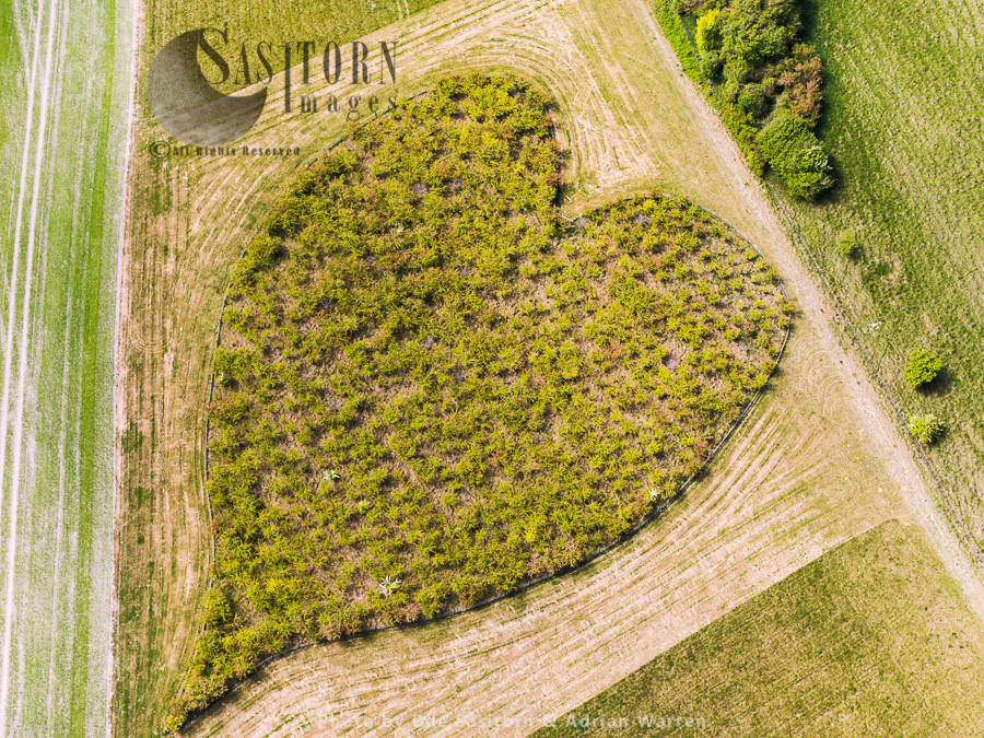 Heart Orchard, near Huish Hill earthwork, Oare, Wiltshire