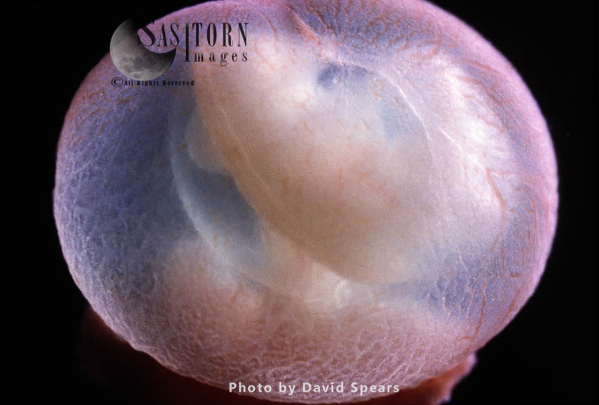Rat Embryo