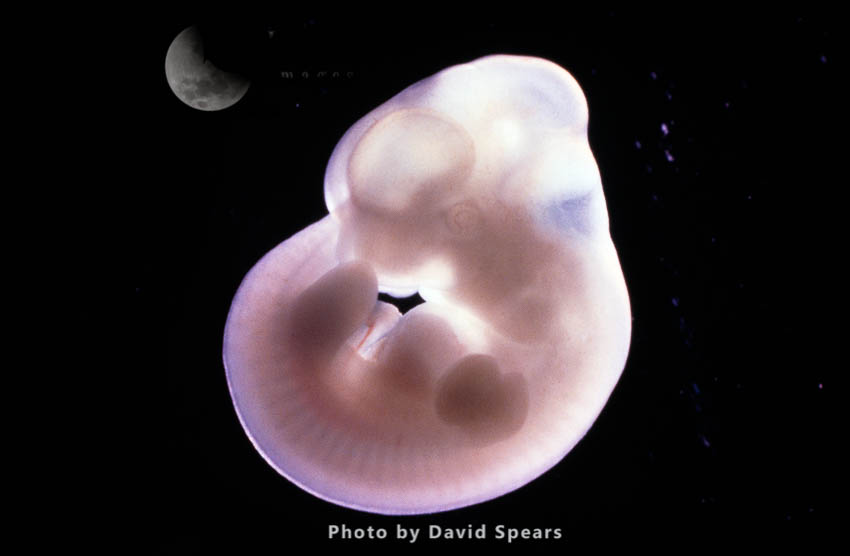 Rat Embryo