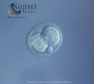 Two cell stage mouse embryo