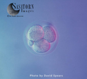 Four cell stage mouse embryo