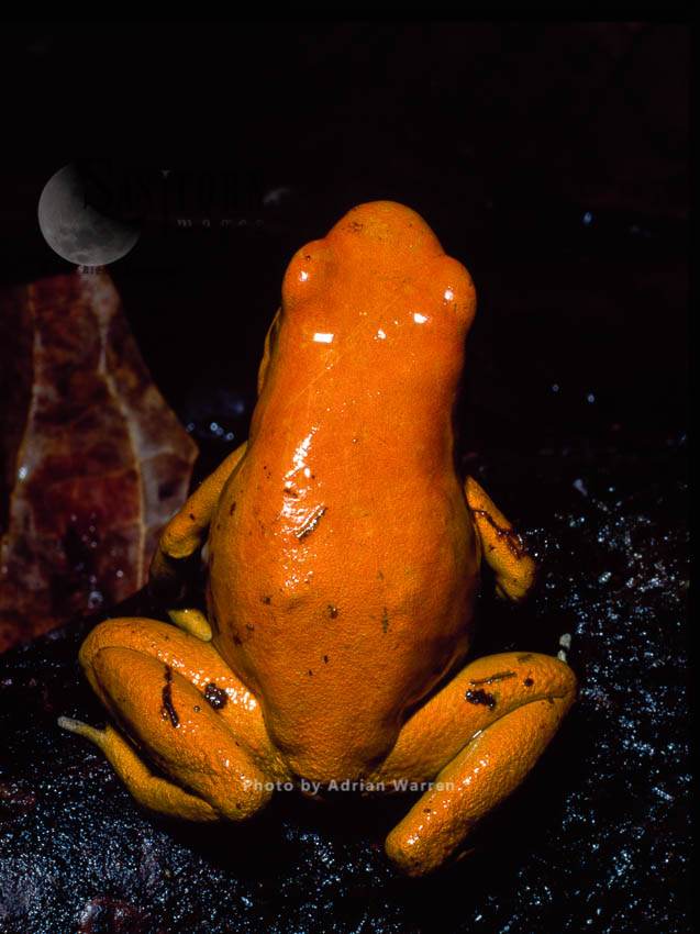 Yellow-dart Poison FROG (Phyllobates terribilis), Southern Colombia, 1994