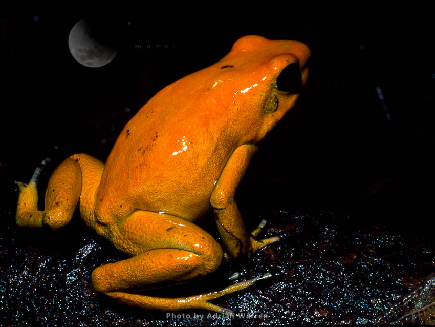 Yellow-dart Poison FROG (Phyllobates terribilis), Southern Colombia, 1994