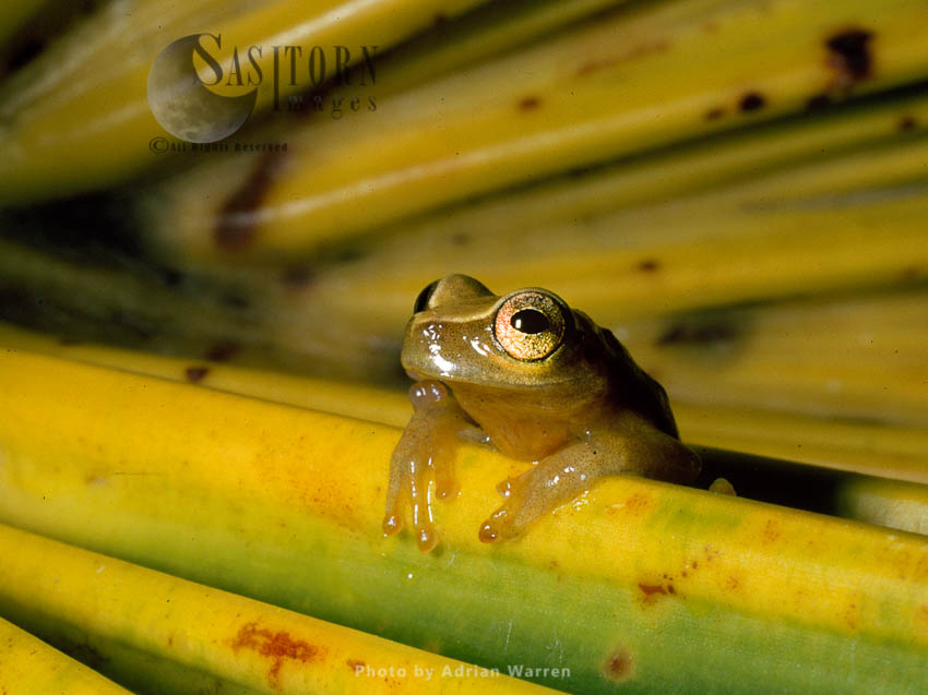 Tree Frog (Hyla Sp.) Camarata, Venezuela