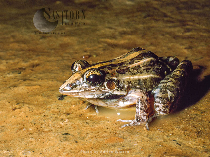 Frog (Leptodactylus fuscus), Llanos, Venezuela
