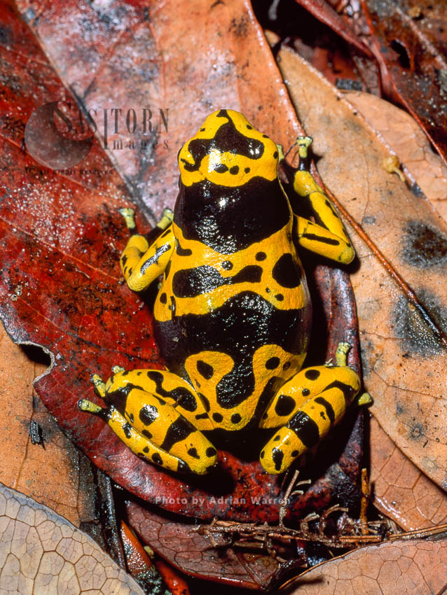 Dendrobatid Poison dart Frog (Dendrobates leucomelas), Venezuela, South America