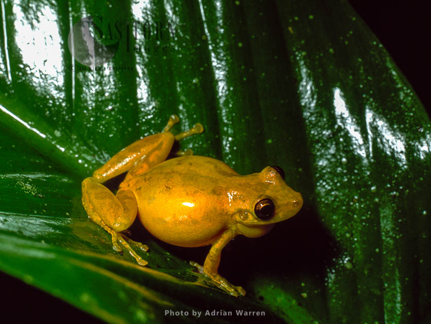 Yellow Tree FROG (Hyla sp.), Costa Rica, Central America