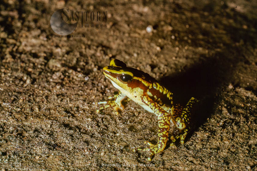 Atelopus Poison Frog (Atelopus cruciger), Rancho Grande, Venezuela