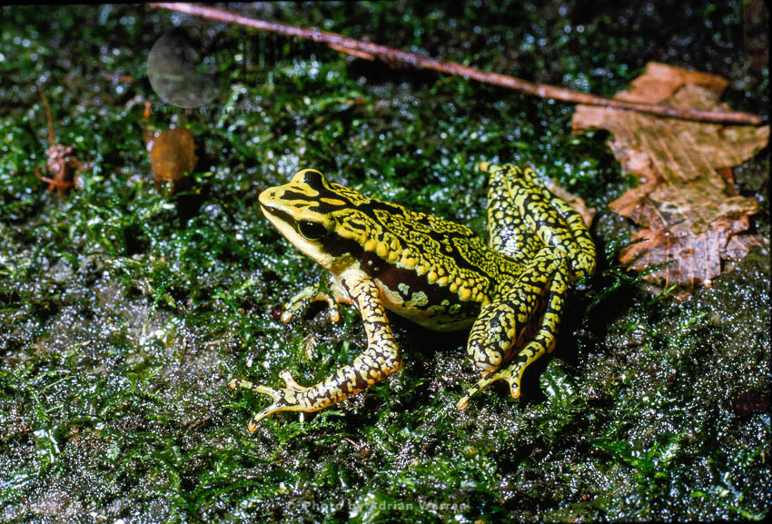 Atelopus Poison Frog (Atelopus cruciger), Rancho Grande, Venezuela