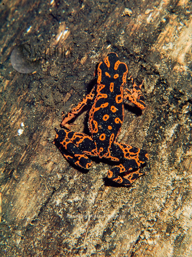 Cayenne Stubfoot Toad (Atelopus flavescens), French Guiana