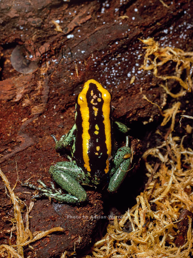 Dendrobates poison frog, Peru, South America