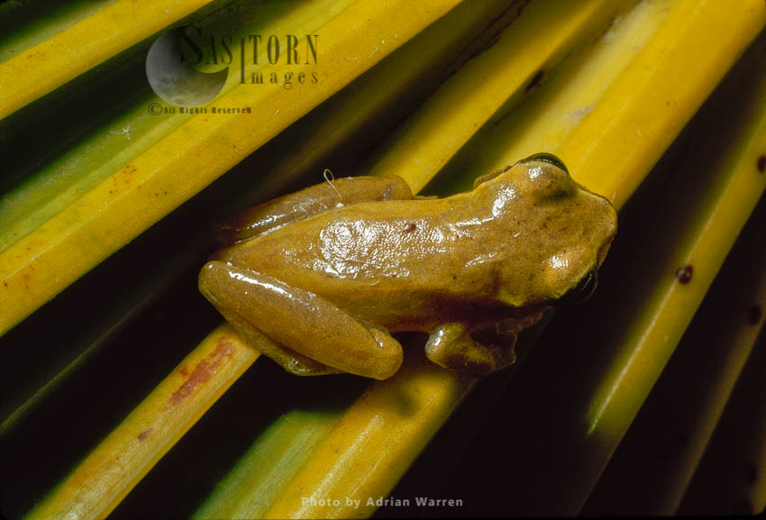 Tree Frog (Hyla Sp.) Camarata, Venezuela