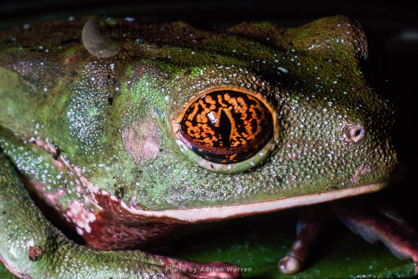 Frog (Phlyomedusa), Rancho Grande, Venezuela