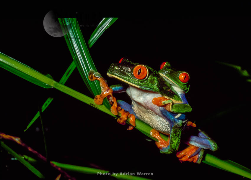 Red-eyed Tree Frog (Agalychnis callidryas) Courtship (mating), Costa Rica, Central America