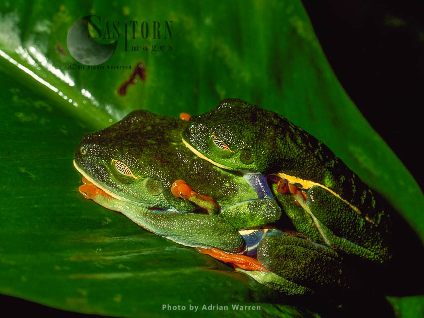 Red-eyed Tree Frog (Agalychnis callidryas) Courtship (mating), Costa Rica, Central America