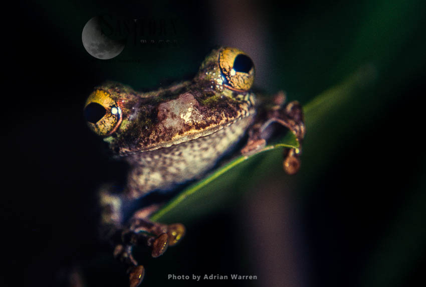 Tree Frog, Echerak River, Guyana