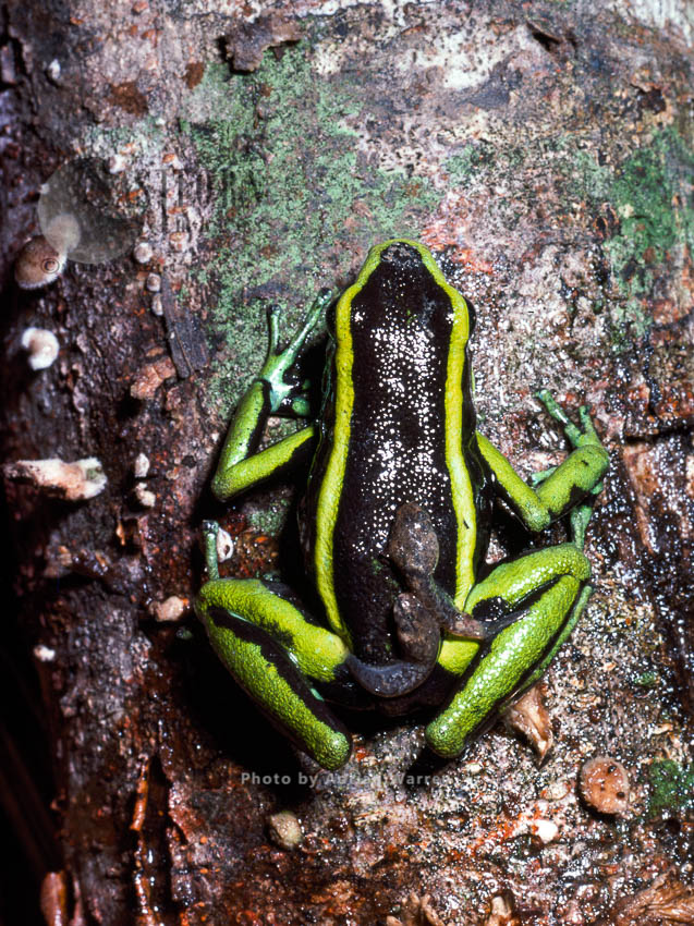 Three-striped poison frog (Ameerega trivittata), Carauari, Rio Jurua, Brazil, 1978