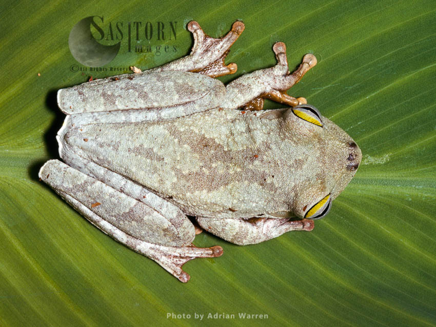 Tree Frog (Hyla Sp.) Camarata, Venezuela, Santa Elena de Varen, Venezuela