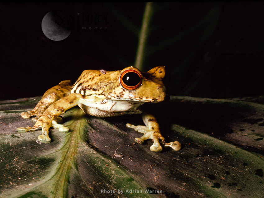 Marsupial Frog (Gastrotheca), Rancho Grande, Venezuela