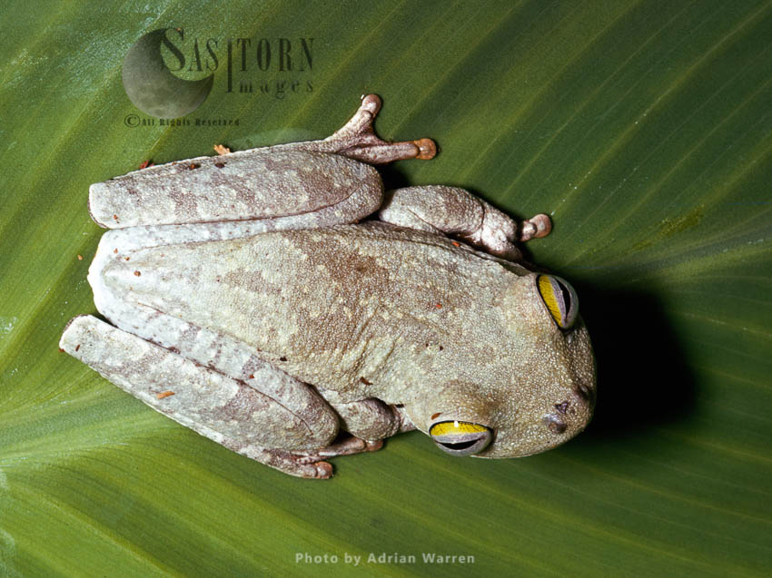 Tree Frog, Santa Elena de Varen, Venezuela