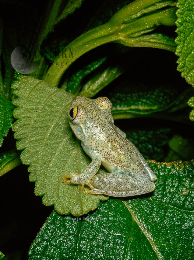 Tree Frog (Hyla sp.), Camarata, Venezuela