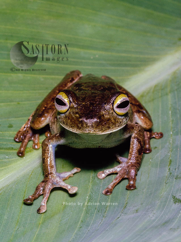 Tree Frog (Phrynohyas), Camarata, Venezuela