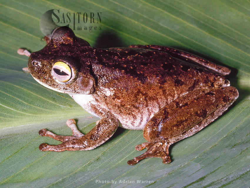 Tree Frog (Phrynohyas), Camarata, Venezuela