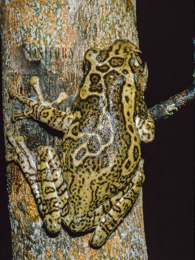 Tree FROG (Phrynohyas venulosa), Llanos, Venezuela