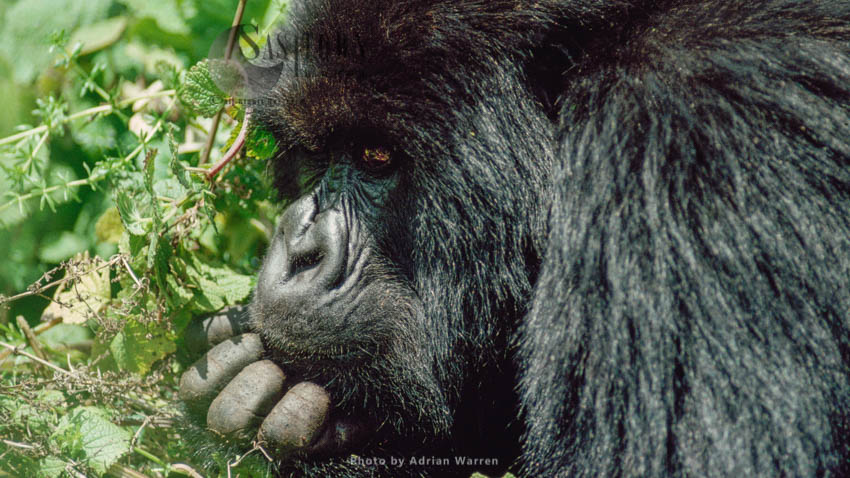 Mountain Gorilla, Rwanda (274 videos)