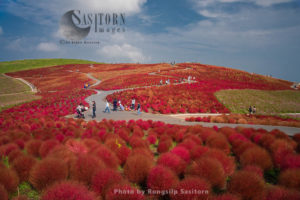 Beautiful kochias hill in autumn season at Hitachi seaside park , Ibaraki prefecture , Japan.