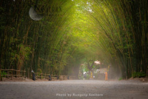Bamboo tunnel forest at Wat Chulabhorn Wanaram, Ban na district,Nakhon Nayok province,Thailand.