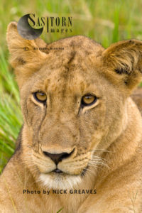Lioness stare (Panthera leo), Katavi National Park, Tanzania