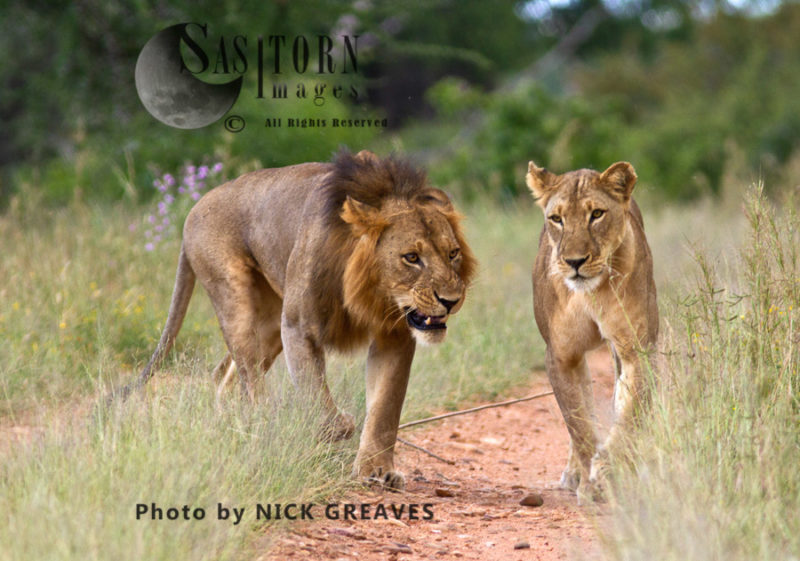 Mating pair of Lion (Panthera leo), Ruaha National Park, Tanzania