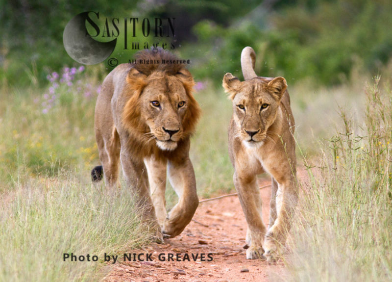 River Pride mating pair (Panthera leo), Ruaha National Park, Tanzania